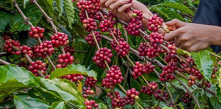 Nhà máy Rang Xây rộng lớn và nông trại trồng trực tiếp cà phê sạch