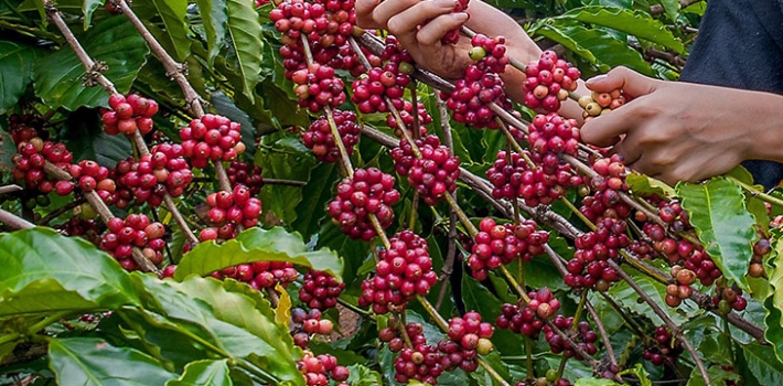 Vườn cafe chín mọng