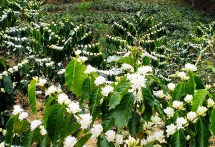 Kỹ thuật trồng và chăm sóc cà phê