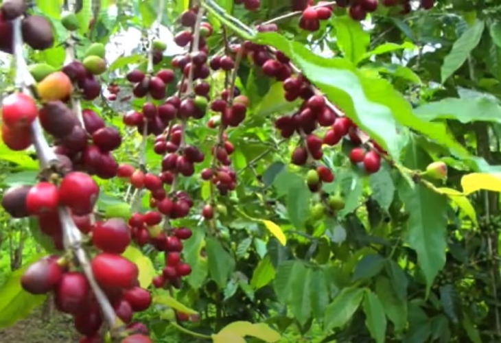 Quy trình kỹ thuật trồng cà phê, chăm sóc, canh tác cây cà phê