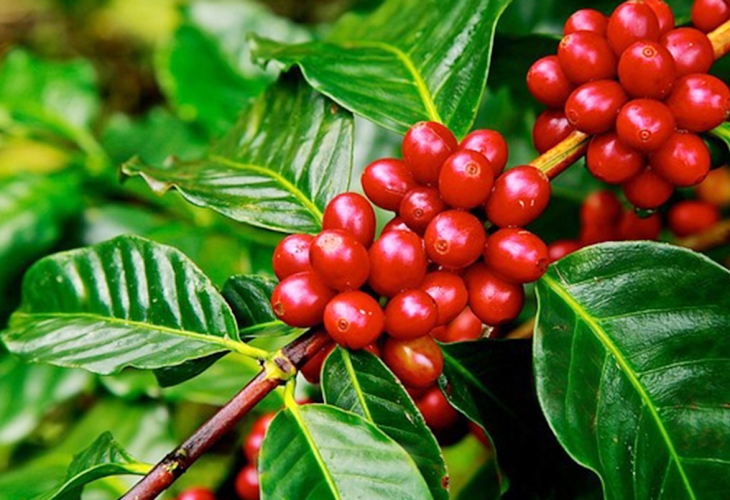 Nắm Kỹ thuật trồng cà phê hiệu quả, phát triển kinh tế bền vững từ A-Z