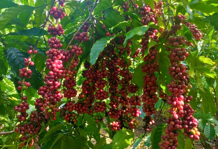 How to take care and Techniques to take care of coffee trees to grow and give high yield