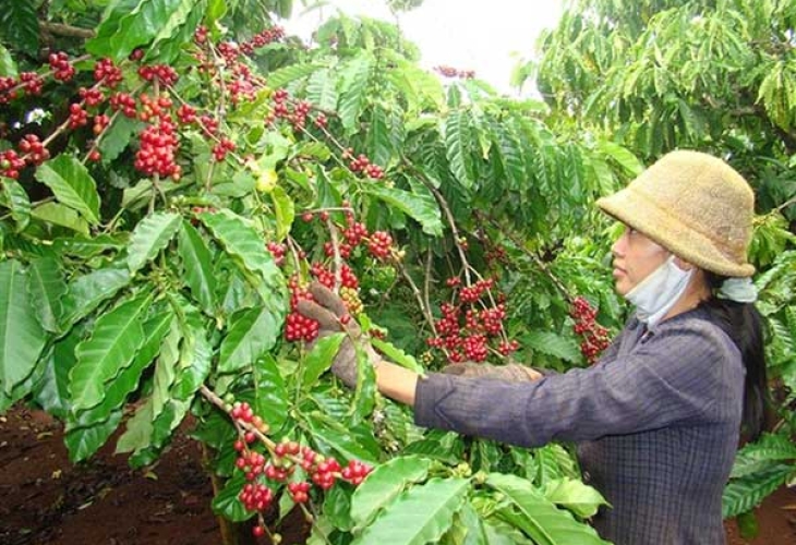 Cách trồng và chăm sóc cây cà phê dễ như cây ăn trái