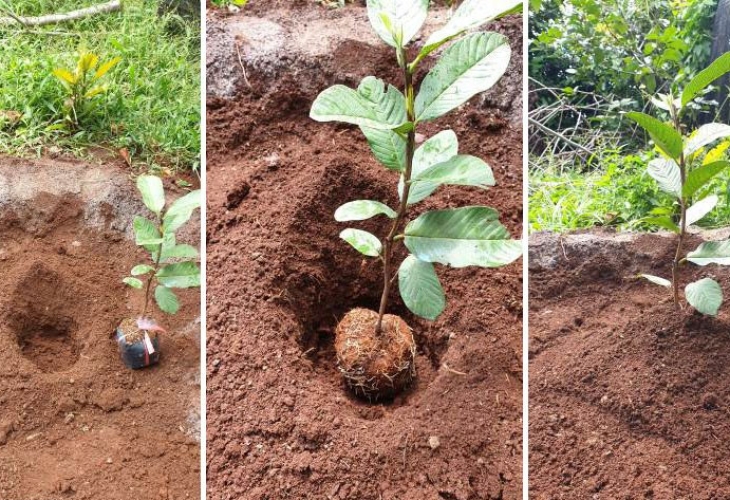Hướng dẫn kỹ thuật trồng cây ăn quả đơn giản hiệu quả nhất