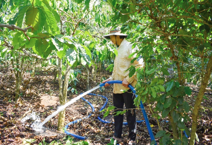 Chăm sóc cà phê mùa ra hoa, đậu trái