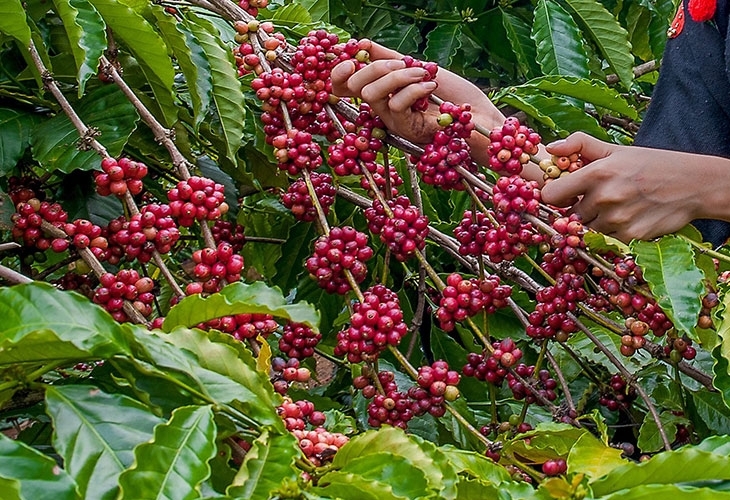 Nhà máy Rang Xây rộng lớn và nông trại trồng trực tiếp cà phê sạch